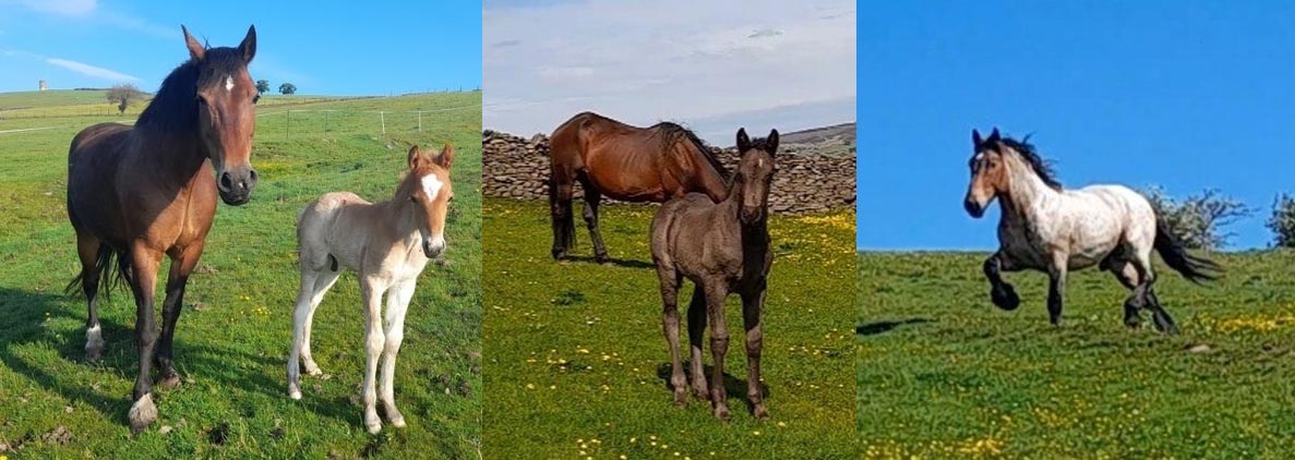 Ardennes Foals